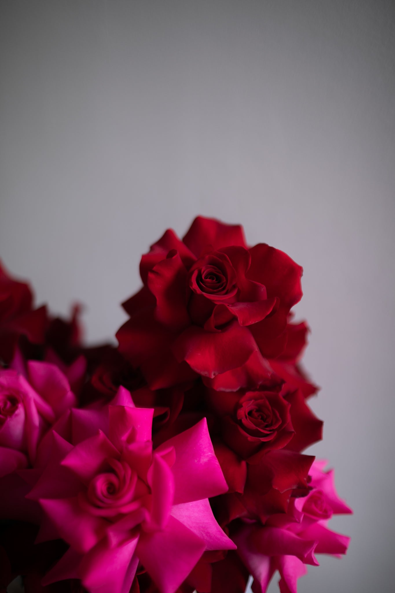 Rose En Masse in Lover