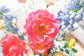 Summer Peony Fields